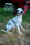 Shilo, a 4 month aussie puppy