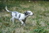 Shilo, a 4 month aussie puppy