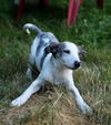 Shilo, a 4 month aussie puppy