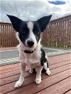 adoptable Dog in , WA named Tucker a Corgi-Border Collie Mix