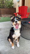 Reef an Australian Shepherd mix