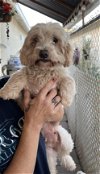 adoptable Dog in , WA named Ruffles, a female Malti-poo