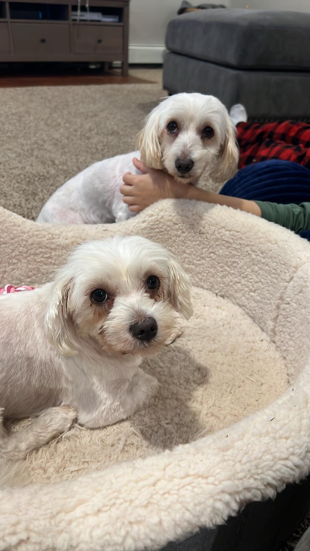 Maltese poodle mix sales rescue