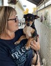 adoptable Dog in arlington, WA named Rocky a Rat Terrier Mix