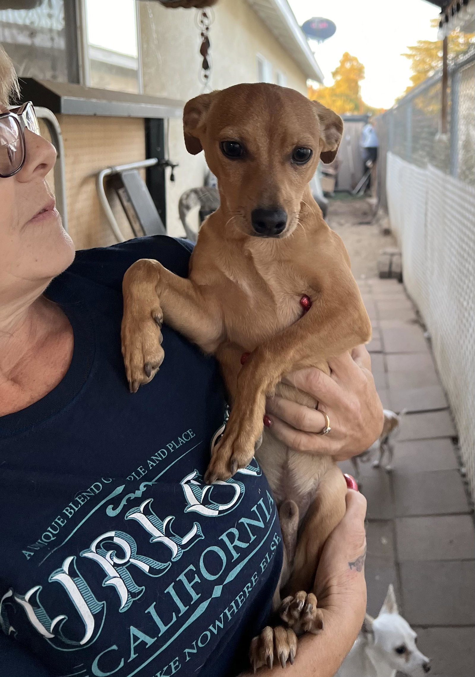 Dog for Adoption Pastor a male Miniature Pinscher, a Miniature