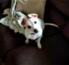 Cici a Chihuahua-Jack Russell mix puppy
