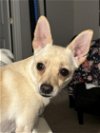 adoptable Dog in arlington, WA named Sunny a sweet female PomChi