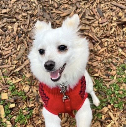 adoptable Dog in Arlington, WA named Misty a Pomeranian Mix Female