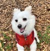 adoptable Dog in  named Misty a Pomeranian Mix Female
