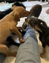 Milo a Dachshund Mix Puppy