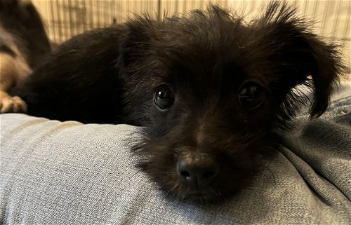 Sache, A Dachshund-Poodle puppy