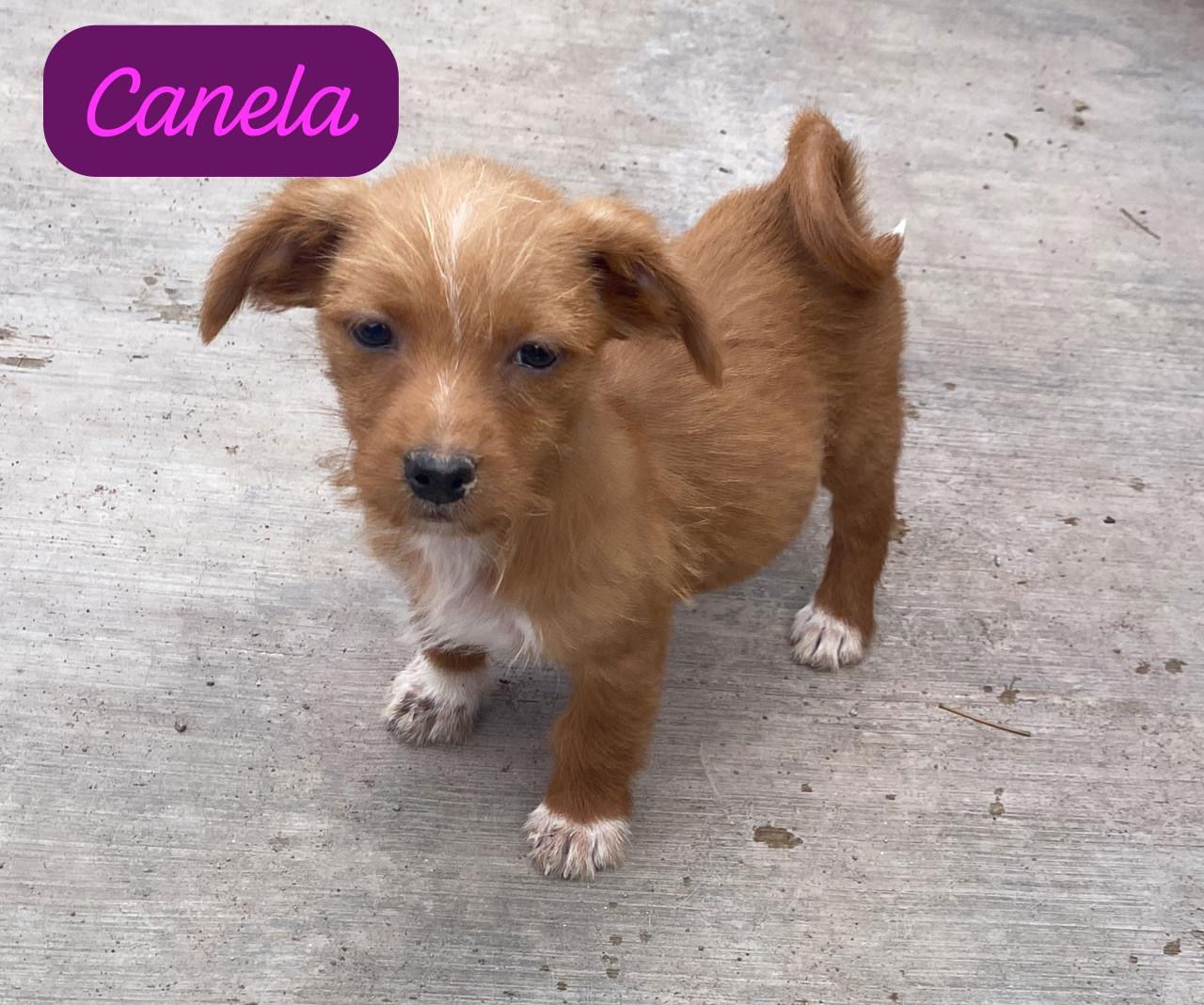 Poodle and outlet dachshund mix puppy