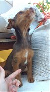 Aspen, a Dachshund mix puppy