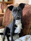adoptable Dog in , WA named Sophie a small mixed female