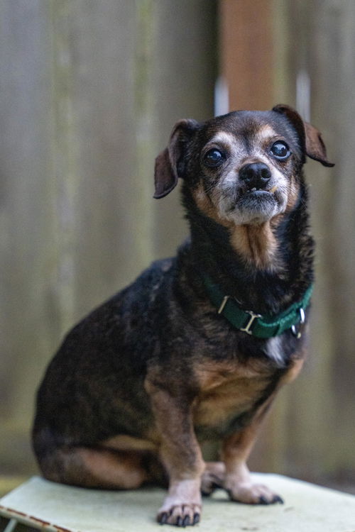 Rex the senior Dachshund mix