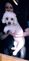 adoptable Dog in , WA named Reba, a young Maltese-Poodle girl