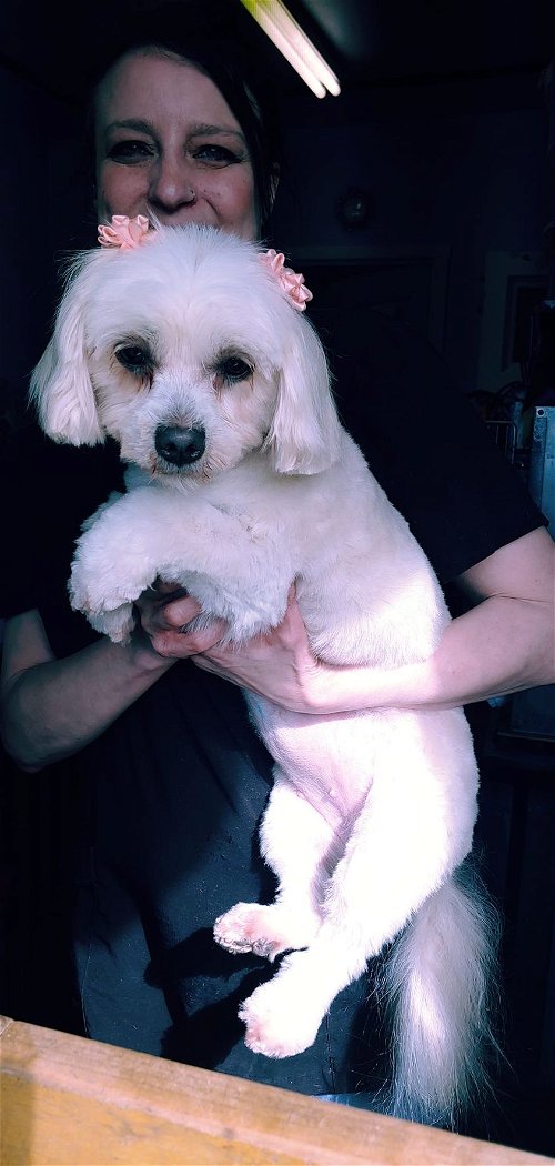 Reba, a young Maltese-Poodle girl