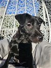 adoptable Dog in arlington, WA named Lady Roxy a Terrier-Pug mix