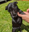 Roxxy a Pug-border Terrier mix