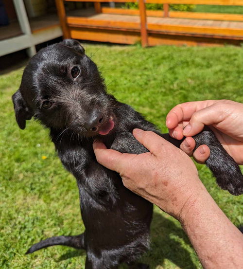 Roxxy a Pug-border Terrier mix