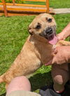 Callie A Border Terrier-Pug mix