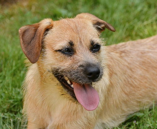 Callie A Border Terrier-Pug mix