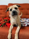 Callie A Border Terrier-Pug mix