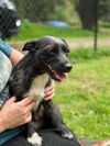 Luna, A Jack Russell Terrier mix