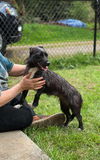 Luna, A Jack Russell Terrier mix