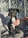 adoptable Dog in arlington, WA named Luna, A Terrier-Pug puppy