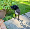 Luna, A Terrier-Pug puppy