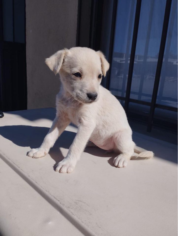 Dog for Adoption Lola a lab terrier mix puppy, a Labrador Retriever