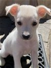 adoptable Dog in  named Lola a Lab-Terrier mix puppy