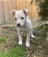Lola a Lab-Terrier mix puppy