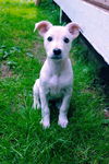 Lola a Lab-Terrier mix puppy