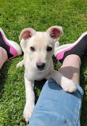 Lola a Lab-Terrier mix puppy