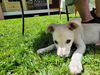 Lola a Lab-Terrier mix puppy