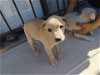 Sasah, A Lab-Terrier mix puppy