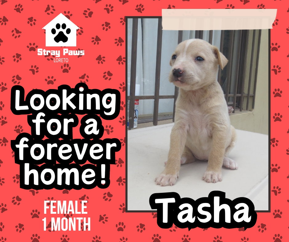 Dog for Adoption Tasha, A LabTerrier mix puppy, a Terrier in