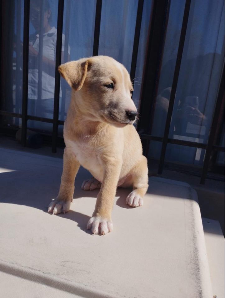 Dog for Adoption Tasha, A LabTerrier mix puppy, a Terrier in Gold