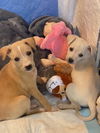 Tasha, A Lab-Terrier mix puppy