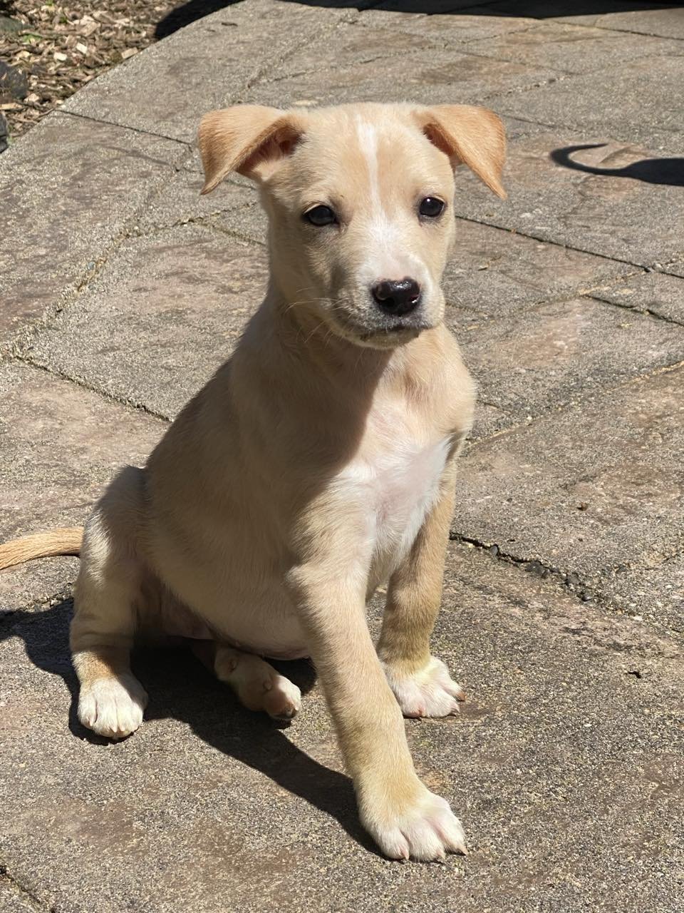 adoptable Dog in Arlington, WA named Tasha, A Lab-Terrier mix puppy
