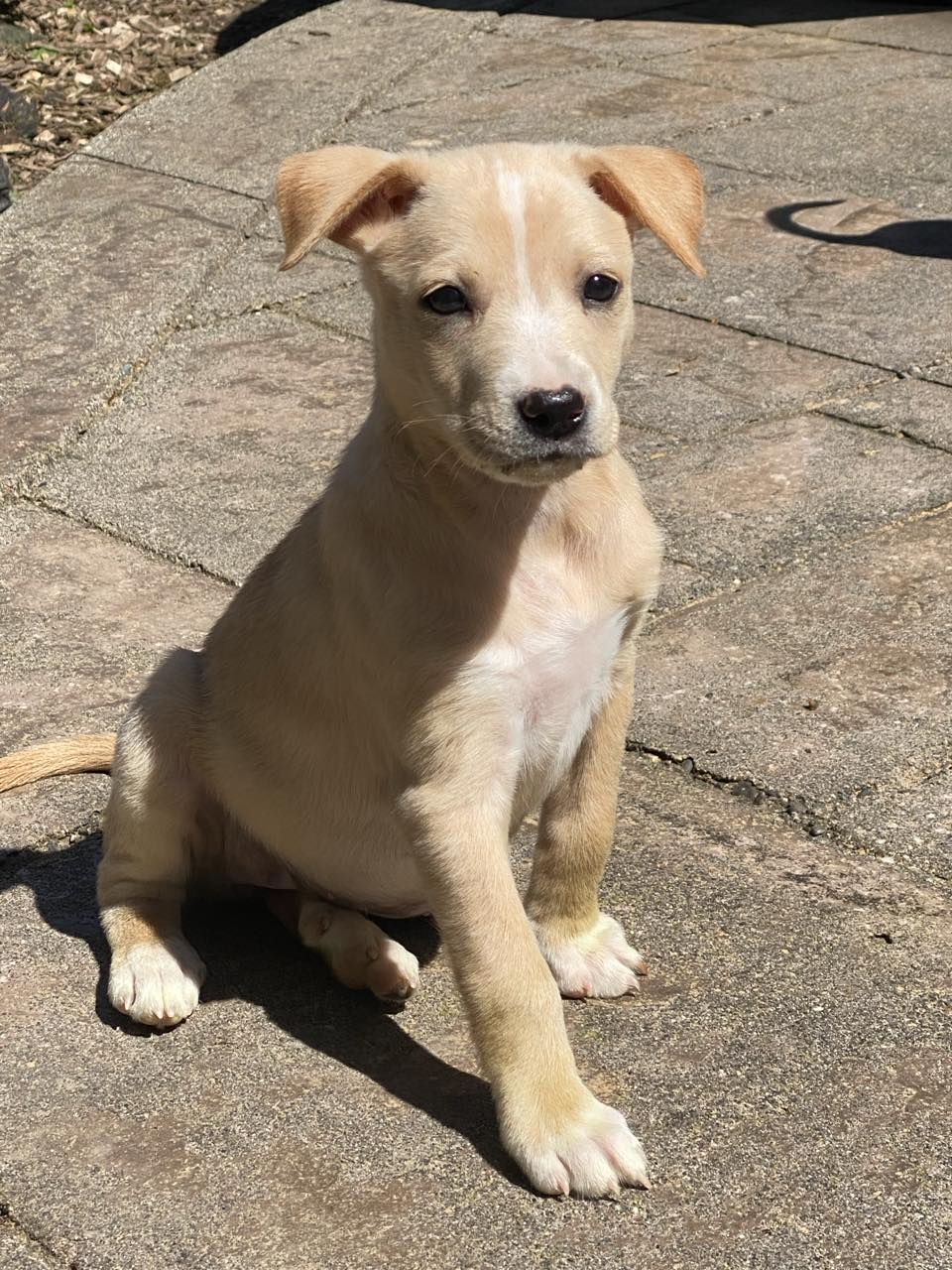 adoptable Dog in Arlington, WA named Tasha, A Lab-Terrier mix puppy