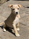 Tasha, A Lab-Terrier mix puppy