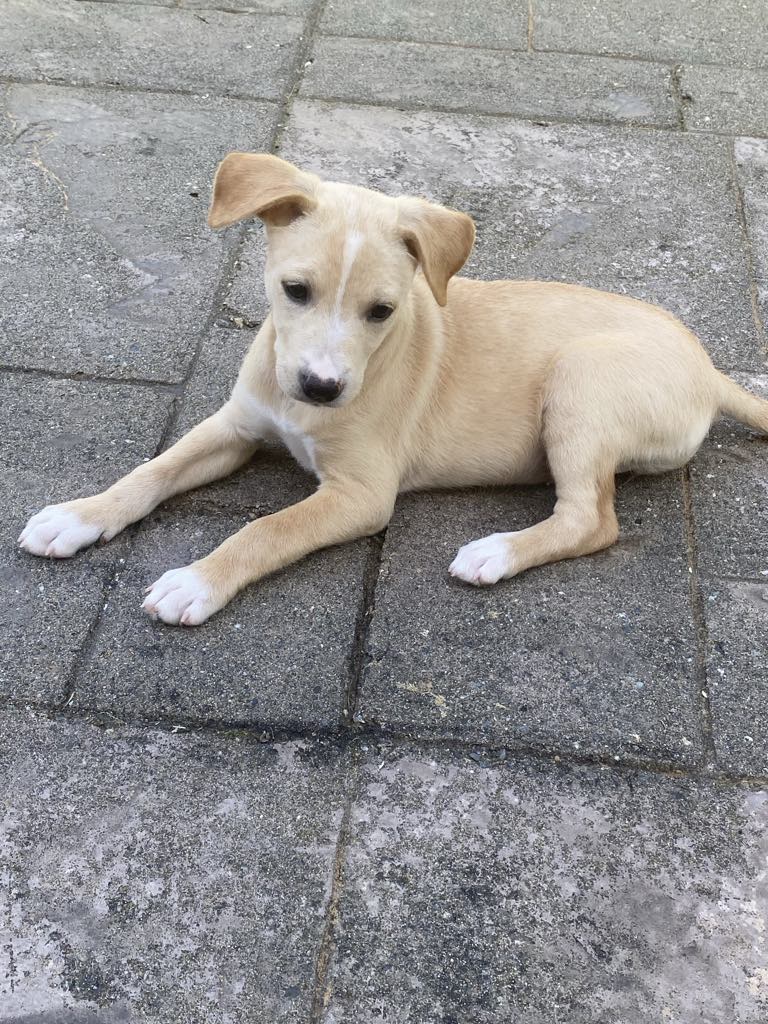 Tasha, A Lab-Terrier mix puppy