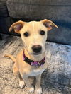 Tasha, A Lab-Terrier mix puppy