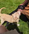 Tasha, A Lab-Terrier mix puppy