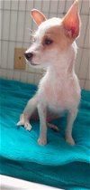 adoptable Dog in arlington, WA named Bailey a small chihuahua