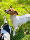 Nyssa, a Jack Russell Terrier