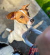 Nyssa, a Jack Russell Terrier